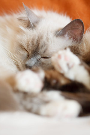 Two sacred birman cats sleeping close to each otherの写真素材