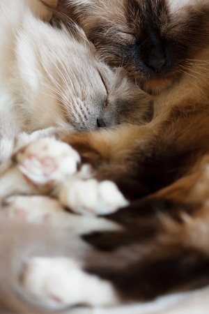 Two sacred birman cats sleeping close to each otherの写真素材