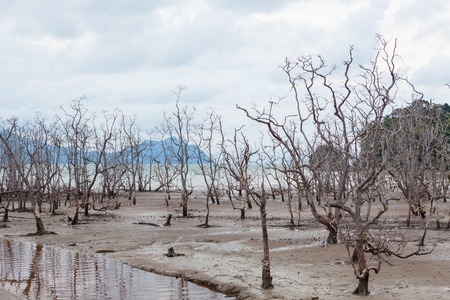 Dead trees in beach at low tide and storm cloudsの写真素材