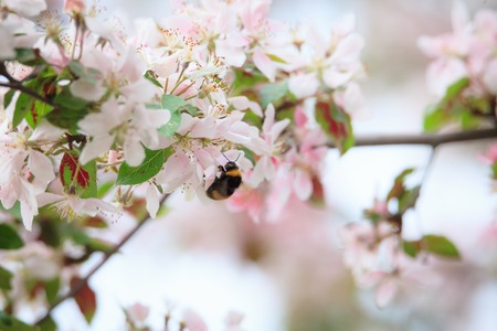 Bumblebee on apple tree flower natureの写真素材
