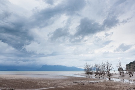 Dead trees in beach at low tide and storm cloudsの写真素材