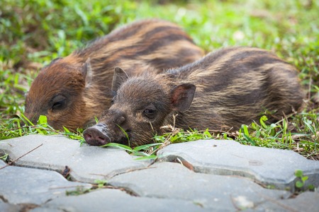 Baby wild boars sleeping on grass peacefullyの写真素材