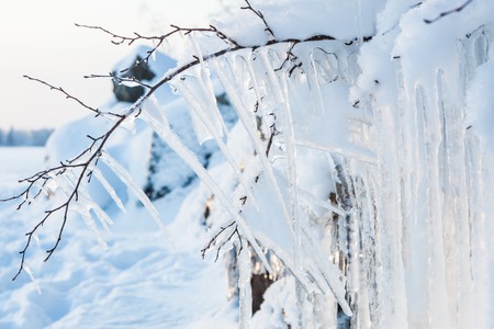 Beautiful icicles ice formation on small treeの写真素材
