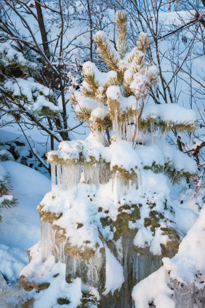 Beautiful icicles ice formation on small treeの写真素材