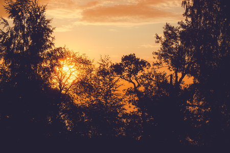 Foggy sunrise behind silhouette trees filter editの写真素材