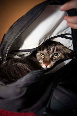 Angry big cat in backbagの写真素材