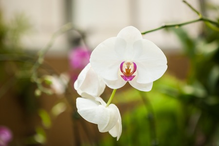 Beautiful orchid flowersの写真素材