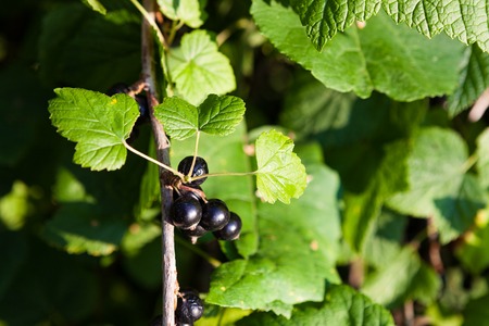 Black currants bush at home garden and sunlightの写真素材