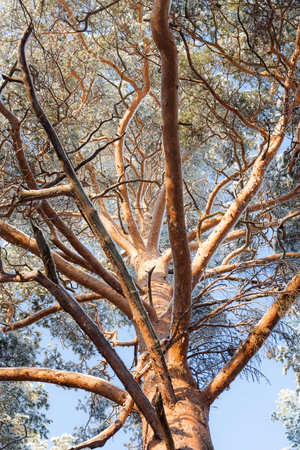 Snow covered tree perspective view looking up at sunny cold winter day