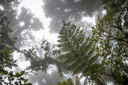 Looking up in foggy rainforest Costa Ricaの写真素材