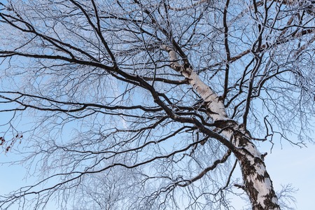 Frozen birch tree branchesの写真素材