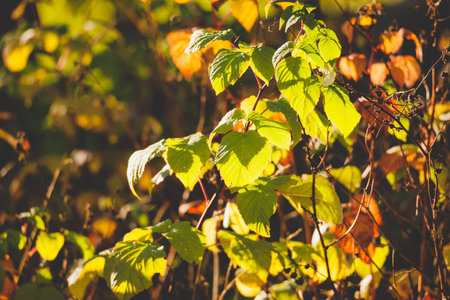 Vivid leaves bush autumnal