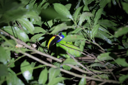 Toucan in canopy at nightの写真素材