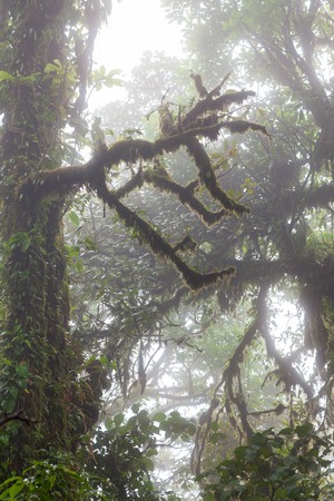 Deep in lush foggy rainforestの写真素材