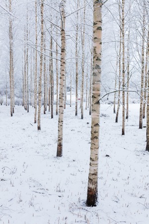 Birch wood forest covered in snowの写真素材