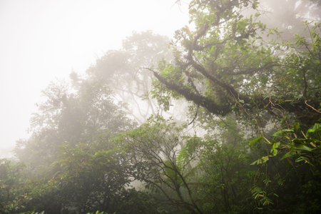 Deep in lush foggy rainforest