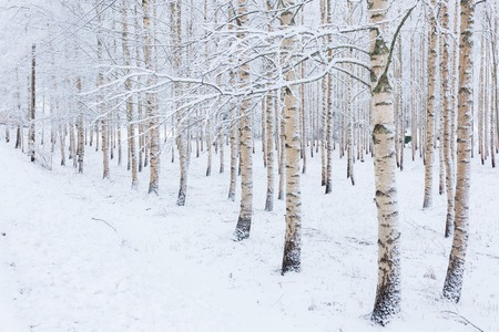 Birch wood forest covered in snowの写真素材