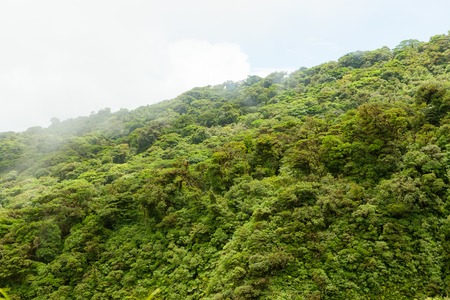 Rainforest landscape in Monteverde Costa Ricaの写真素材