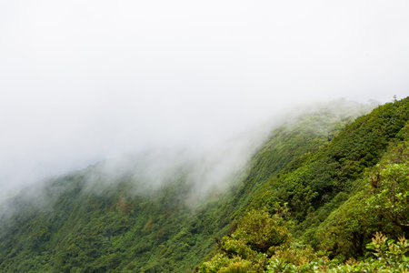 Rainforest landscape in Monteverde Costa Rica