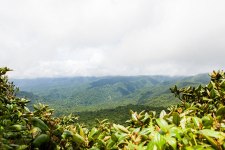 Rainforest landscape in Monteverde Costa Rica