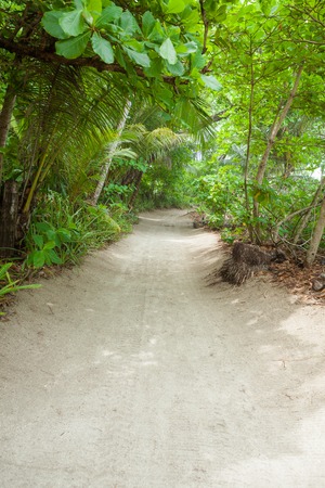 Sand road to the beach in tropical forestの写真素材
