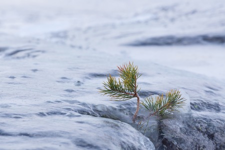 Frozen small pine tree and rock outdoorの写真素材