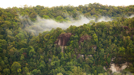 Rainforest hill view