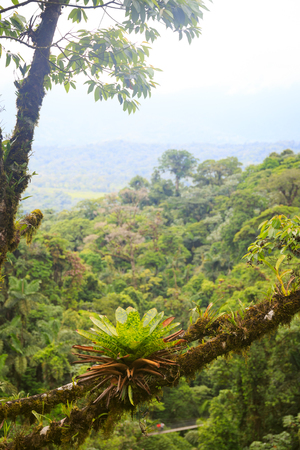 Lush rainforest canopy viewの写真素材