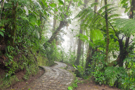 Stone path in rainforest Monteverde Costa Rica