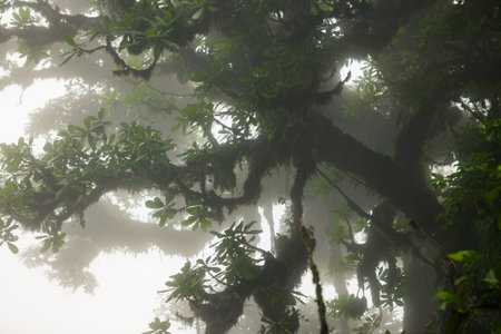 Deep in lush foggy rainforest