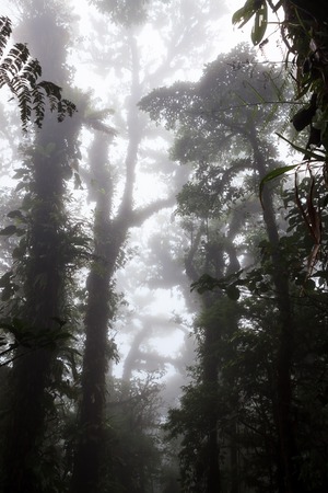 Deep in lush foggy rainforestの写真素材