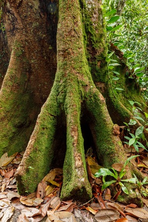 Buttress tree roots in rainforestの写真素材