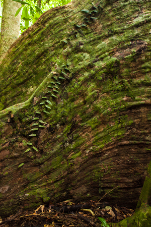 Buttress tree roots in rainforestの写真素材