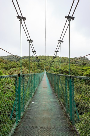 Suspension bridge in rainforestの写真素材