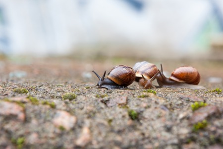 Group of small snailsの写真素材