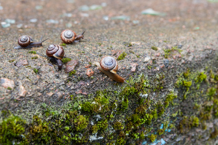 Group of small snailsの写真素材