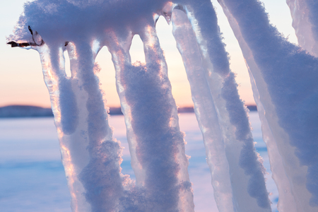 Long icicles hanging from branchの写真素材
