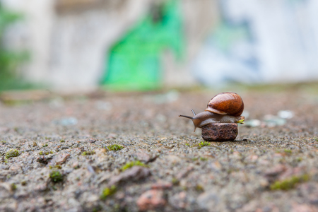 Group of small snailsの写真素材