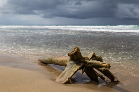 Driftwood log at beach and storm cloudsの写真素材