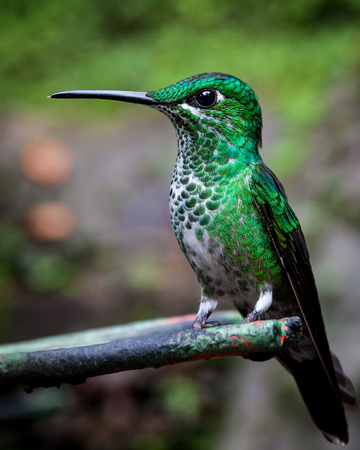 Green-crowned brilliant hummingbird sittingの写真素材