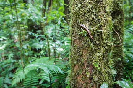 Flat-backed millipede on treeの写真素材