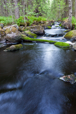 Small stream in mixed forestの写真素材