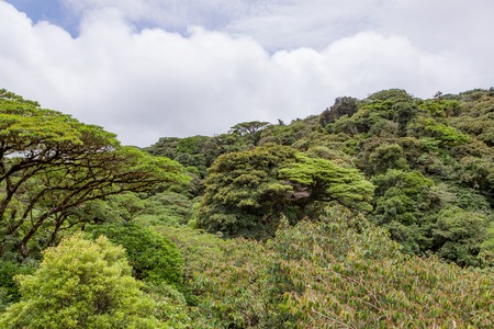 Lush rainforest canopy Monteverde Costa Ricaの写真素材