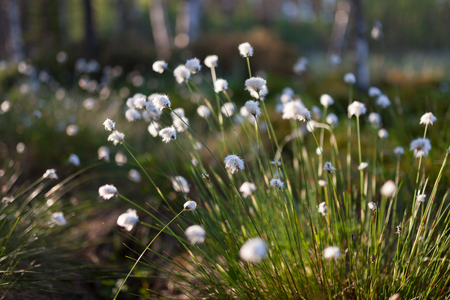 Cotton grass at morning sunlight in forestの写真素材