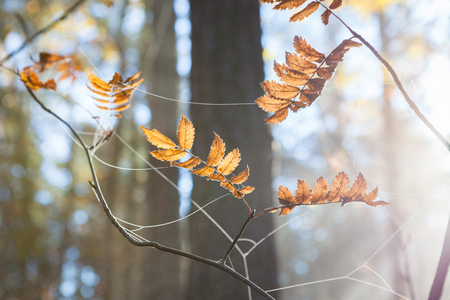 Cobweb and autumn leaves at foggy morning detailの写真素材