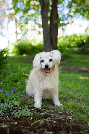 White mixed breed dog in park at summer day