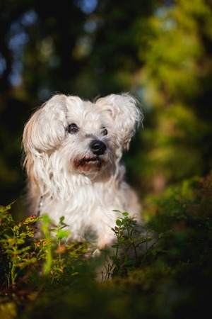White cute old mixed breed dog in forestの写真素材