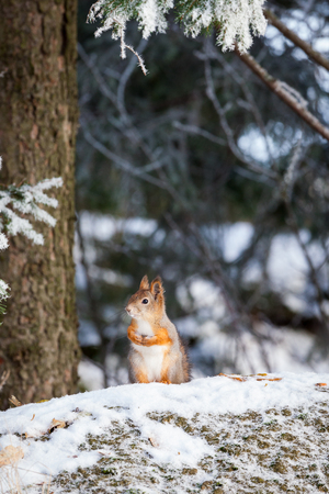 Eurasian red squirrel at winterの写真素材