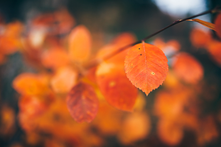 Orange autumn leaves on treeの写真素材