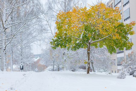First snow and maple tree in autumn colors in city parkの写真素材
